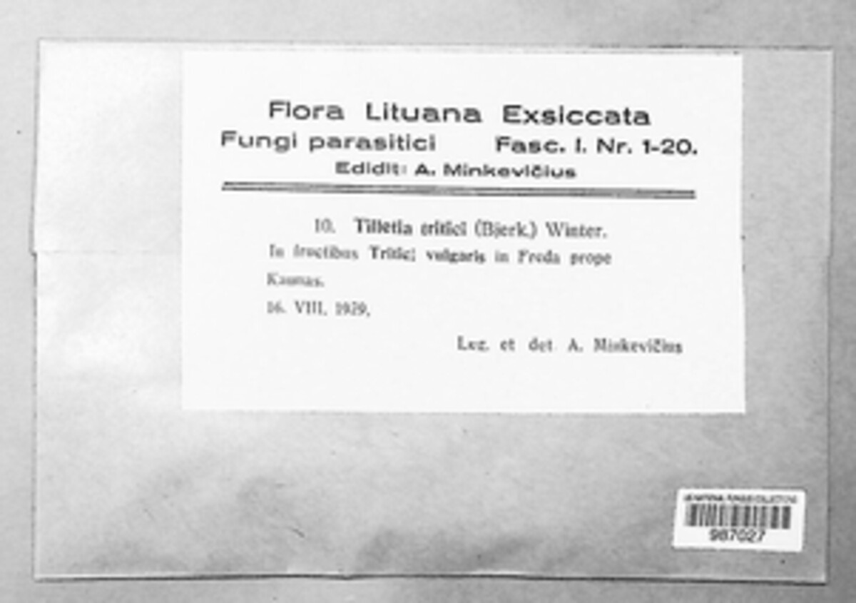 Ustilago tritici image